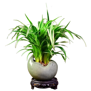 金边麦冬玉龙草盆栽四季常青耐阴植物办公茶室小盆景观赏绿植摆件