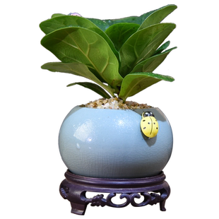 袖珍琴叶榕盆栽室内好养盆景盆栽绿植花卉客厅茶几美观自然造型