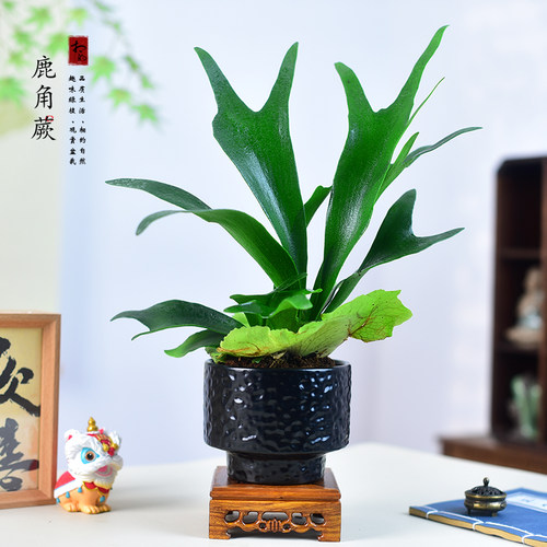 二歧鹿角蕨盆栽植物网红室内办公客厅耐阴绿植桌面新奇花卉盆景
