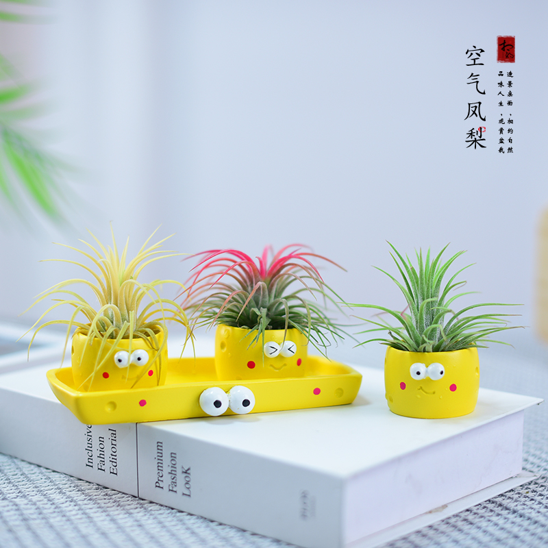 空气凤梨红黄绿精灵办公客厅桌面现代盆栽好养懒人无土栽培微景观