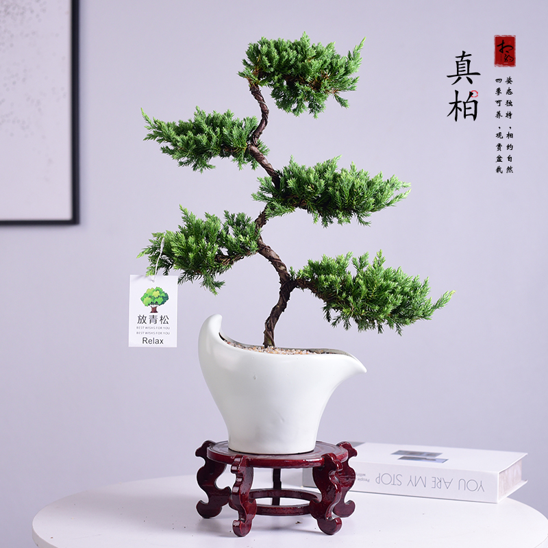 真柏客厅办公室书房茶几桌面