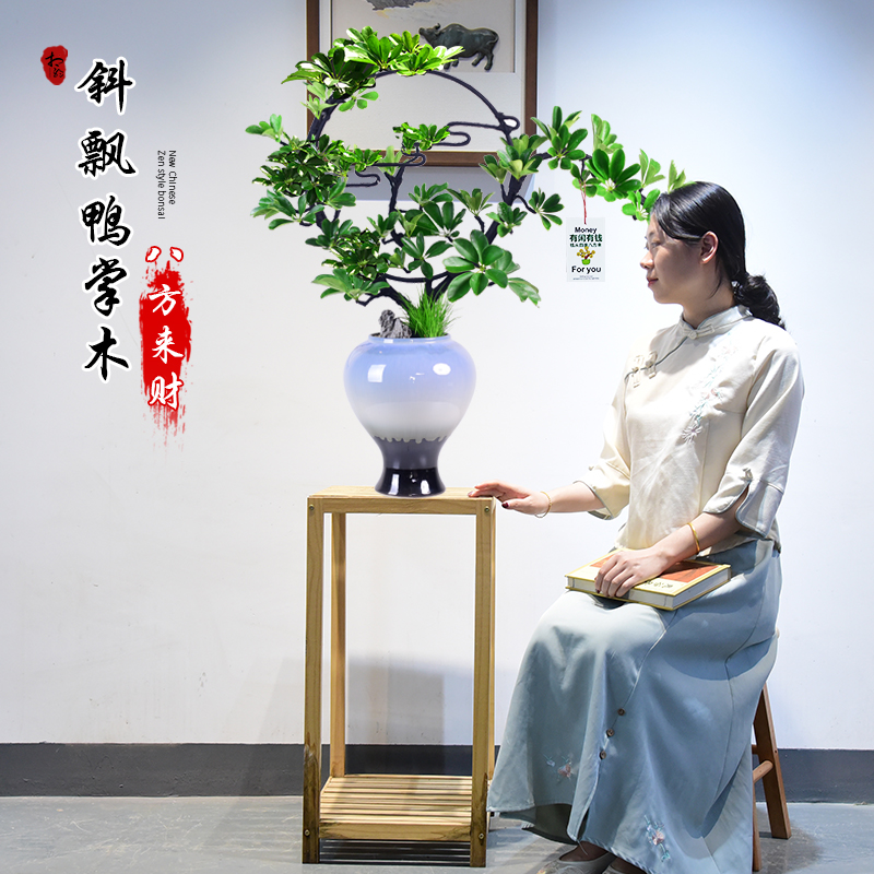 鸭掌木盆栽造型植物鹅掌财八方来财绿植艺术盆景室内办公寓意送礼