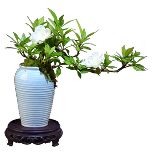 飘枝栀子花盆栽艺术小盆景绿植桌面植物观赏植物茶几茶室美观摆件