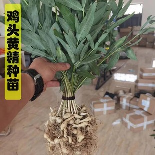 黄精种芽鸡头黄精苗多花苗老虎姜种幼苗鸡头根老虎姜鸡头黄精种