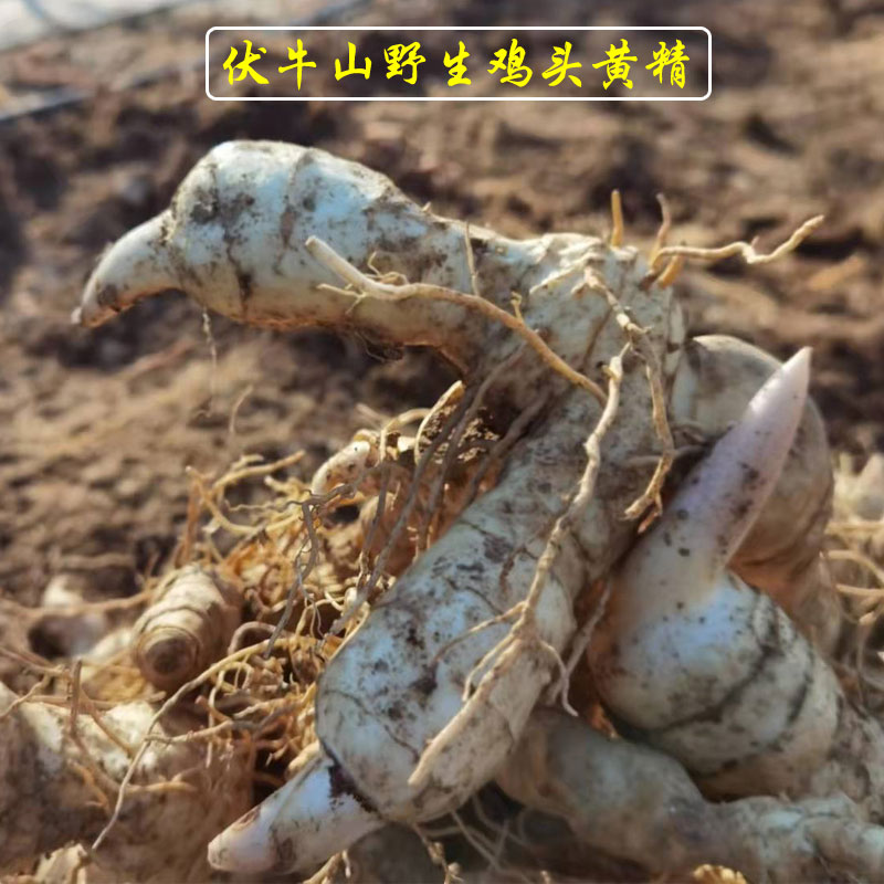 臻颐食野生新鲜鸡头甜黄精现挖老虎姜中药材原料500g黄精种苗种子