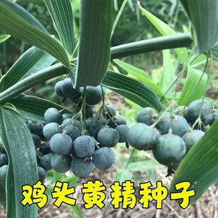 鸡头黄精种子种芽新鲜鸡头黄精种苗老虎姜笔管菜黄精良种药材黄精