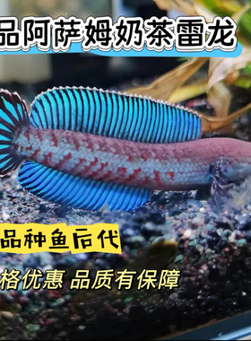 阿萨姆奶茶雷龙酒红小型雷龙凶猛互动型观赏鱼可训咬缸免打氧易活