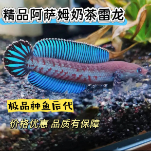 阿萨姆奶茶雷龙酒红小型雷龙凶猛互动型观赏鱼可训咬缸免打氧易活