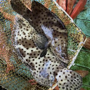 海捕老鼠斑鱼鲜活三去冷冻驼背鲈石斑鱼新鲜急冻海鲜水产年货送礼