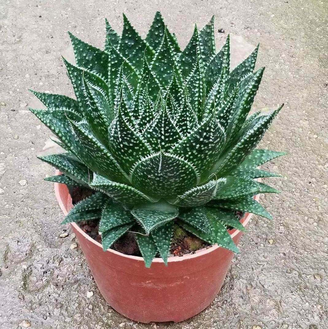 冰花芦荟盆栽室内绿植花卉好养易活四季波露多肉大棵净化空气l21