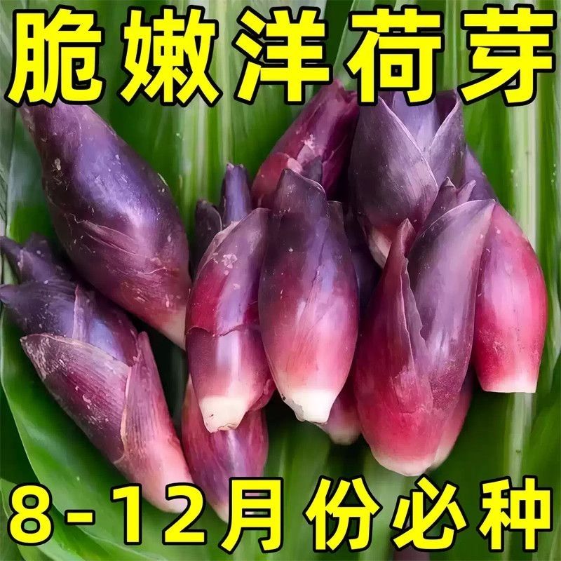 食用洋荷芽种子阳菏四季蔬菜洋荷种苗洋霍阳合洋姜荷洋河果树种子