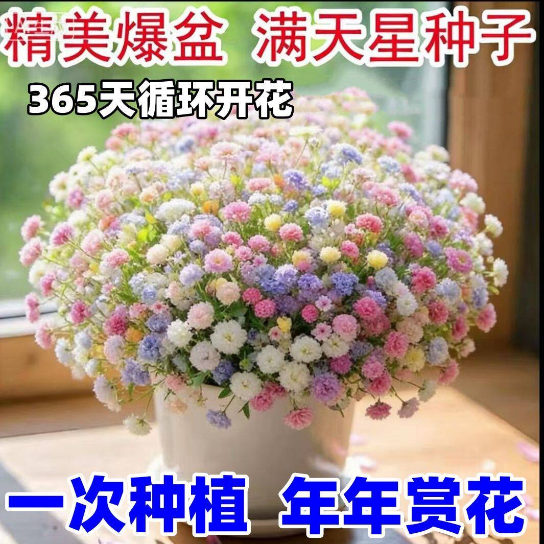 易爆盆正宗满天星种子花种子四季种易活室内外开花盆栽植物花种籽图片