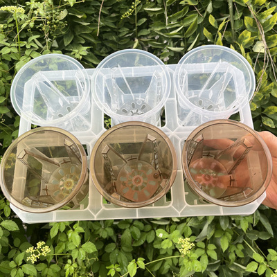 6格托架蝴蝶兰塑料茶色高透观根盆组合托架热值月季海棠水苔花盆