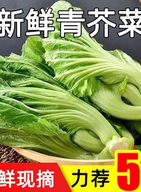 新鲜现砍青芥菜高山农家自种当季大叶包心芥菜可做泡酸菜蔬菜5斤