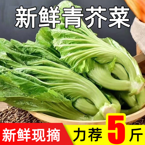 新鲜现砍青芥菜高山农家自种当季大叶包心芥菜可做泡酸菜蔬菜5斤