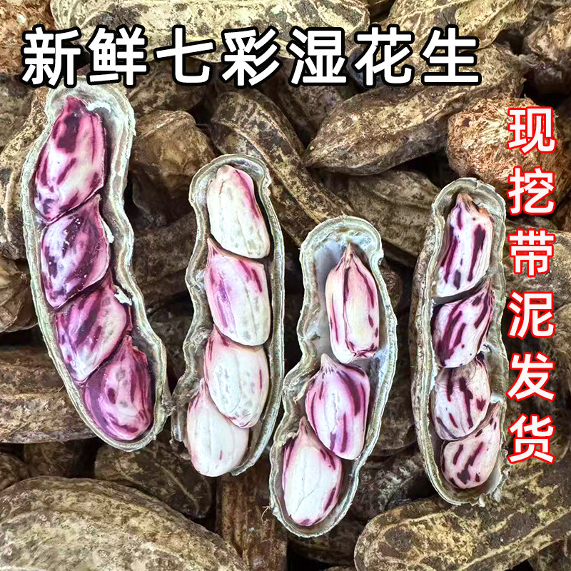 2026云南七彩花生新鲜现拔现挖湿五彩花生带泥壳生鲜奶油花生特产