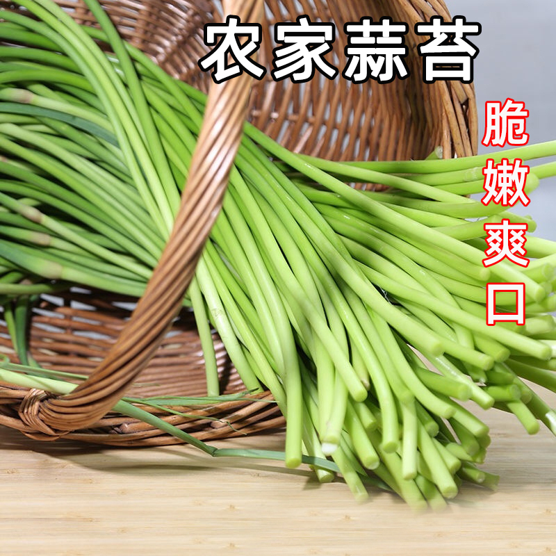 2025新鲜蒜苔河南红帽脆嫩爽口蒜薹当季农家蔬菜短蒜苔5斤整箱