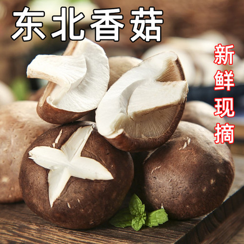 新鲜湿香菇冬菇整箱包邮菌菇现摘小香菇肉厚味蘑菇批发东北特产