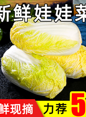 新鲜现摘娃娃菜农家当季蔬菜小白菜5斤黄心鲜嫩高山露天包心菜