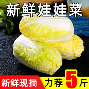 新鲜现摘娃娃菜农家当季蔬菜小白菜5斤黄心鲜嫩高山露天包心菜