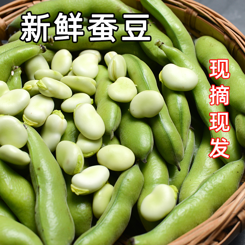 云南罗汉豆蔬菜蚕豆现摘现摘胡豆