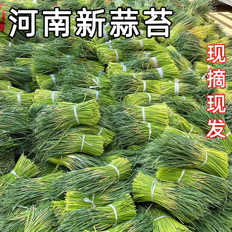 河南蒜苔2026年新鲜短蒜苔红帽蒜薹嫩蒜苔新鲜当季蔬菜短蒜苔农家