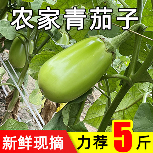 福月安青茄子新鲜现摘