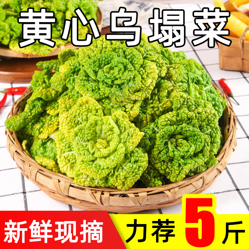福月安黄心乌塌菜新鲜现摘