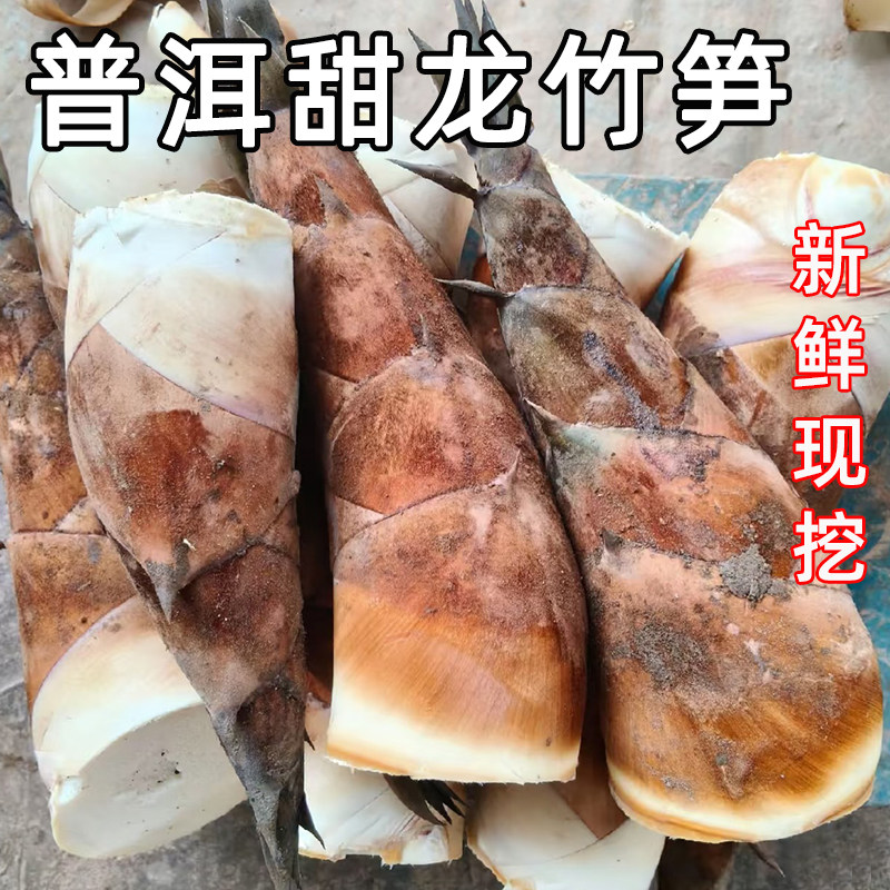 云南新鲜甜龙竹笋正宗普洱思茅竹笋当季蔬菜现挖脆嫩精品生吃春笋