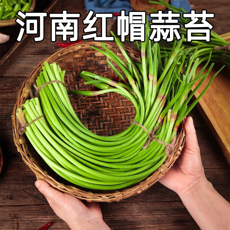 脆嫩爽口脆嫩短蒜苔福月安