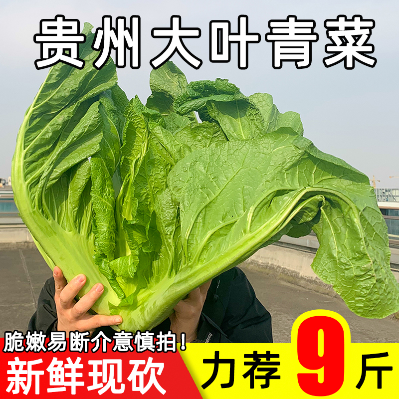 贵州大青菜大叶芥菜可做泡酸菜腌咸菜宽帮当季新鲜农家蔬菜现砍