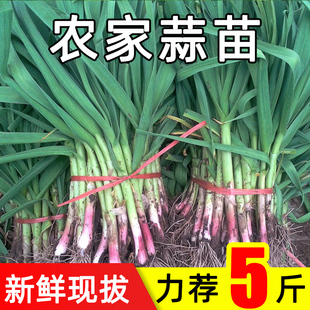 河南新鲜蒜苗5斤当季蔬菜香辣大蒜头种籽蒜苗种蒜瓣整箱批发包邮