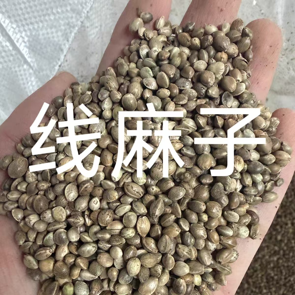 【新粮】线麻籽东北小粒麻籽带壳火麻仁麻料火麻子麻籽大规格批发