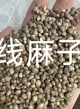 【新粮】线麻籽东北小粒麻籽带壳火麻仁麻料火麻子麻籽大规格批发
