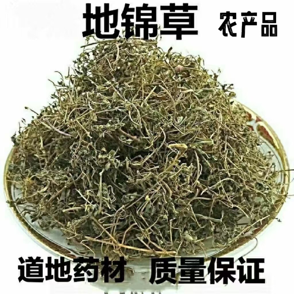 地锦草野生斑地锦草奶汁草奶浆