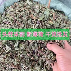 头茬新货薄荷干中药材薄荷叶