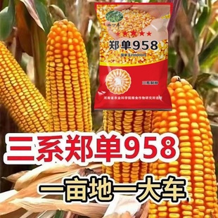 国审大棒玉米种子大全郑单958农科院新品培植高产高抗包谷种矮杆