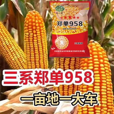 郑单958玉米种子玉米种子籽