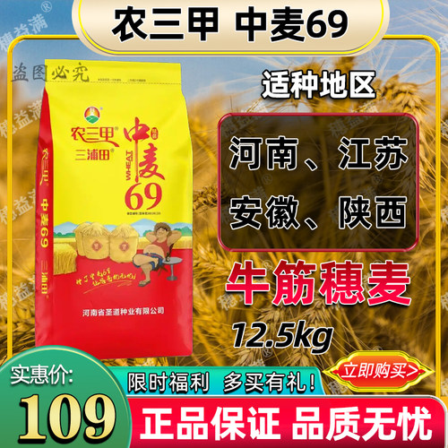 中麦69小麦种子矮杆大穗