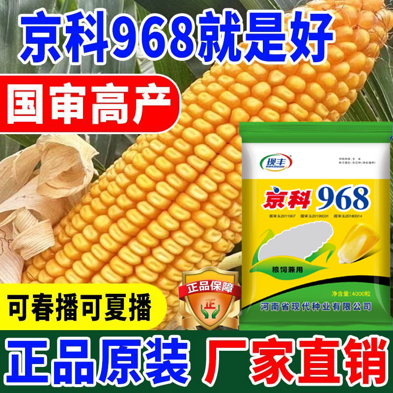 国审高产大棒原装正品京科968