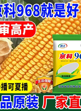 国审高产大棒原装正品京科968玉米种子高产抗病抗倒伏粮饲兼用
