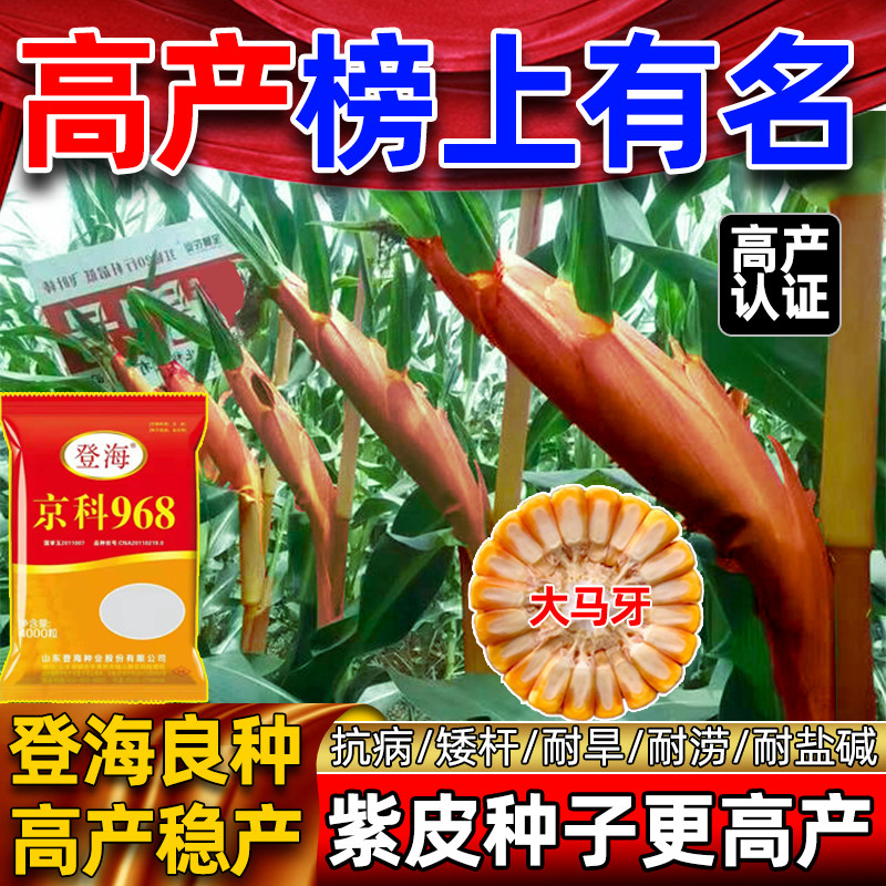 登海高产玉米种子京科968