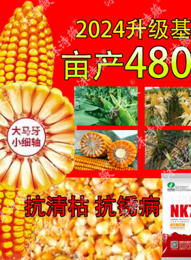 登海高产玉米种子正品京科968