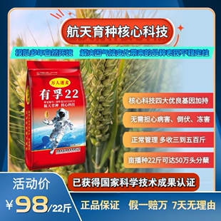 有孚22航天育种高产小麦种子矮杆大棒冬性小麦抗旱耐涝耐寒