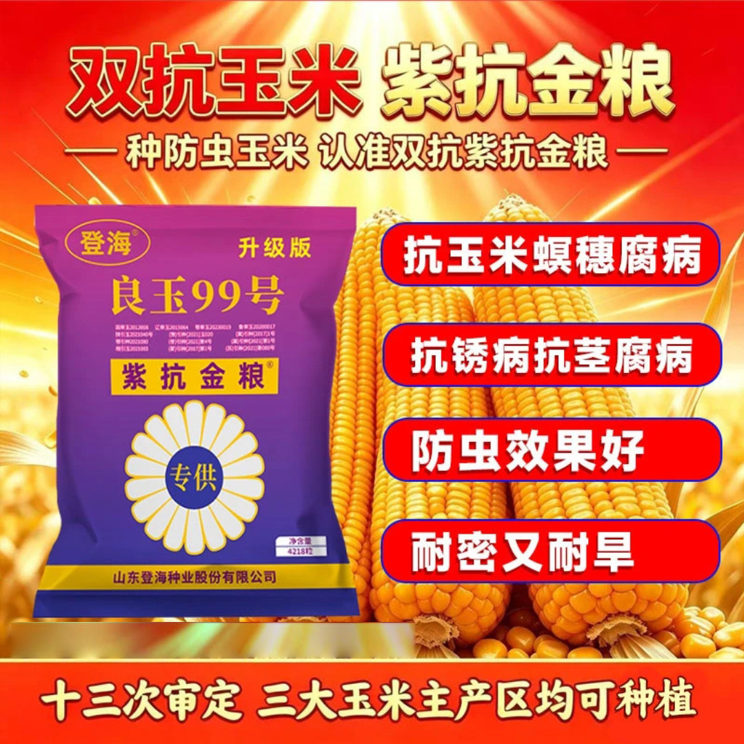 高产玉米种子紫抗金粮良玉99升级版抗病抗旱耐旱耐高温花粉量大