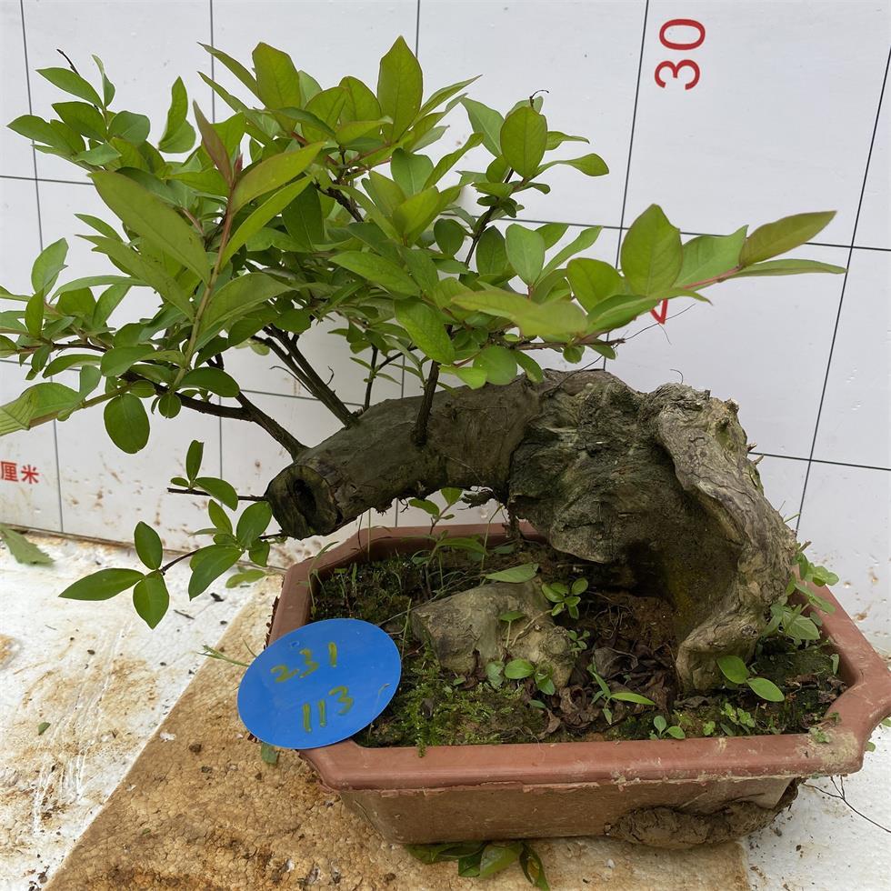 厂家紫薇树桩盆景百日红花卉金紫薇姬紫薇紫色花紫薇老桩盆栽阳台