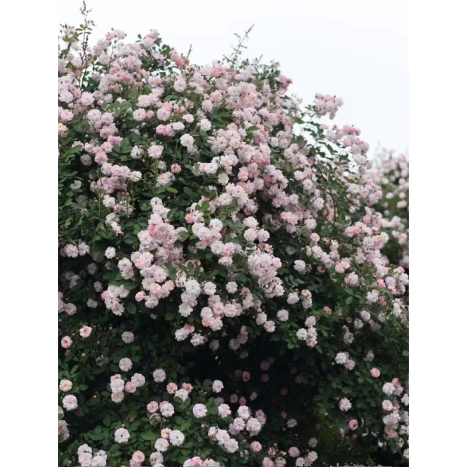 玫瑰半岛 呼吸香水 多季浓香藤本蔷薇 爬墙月季花苗庭院