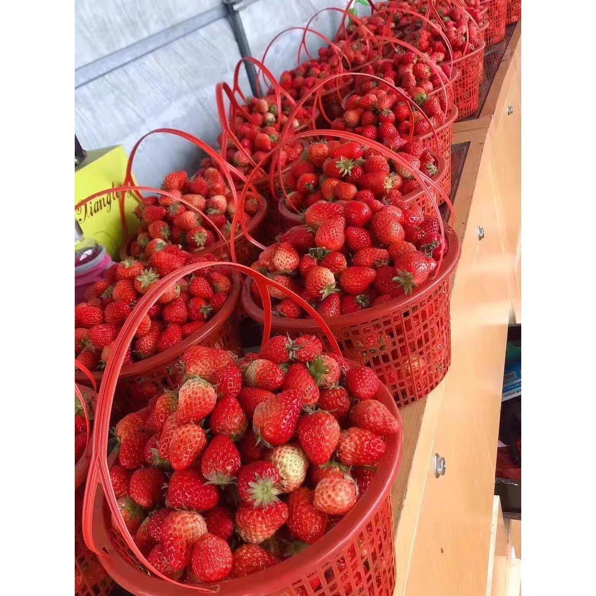 包邮特价1-10斤草莓篮子圆形杨梅篮手提塑料水果篮樱桃葡萄采摘筐