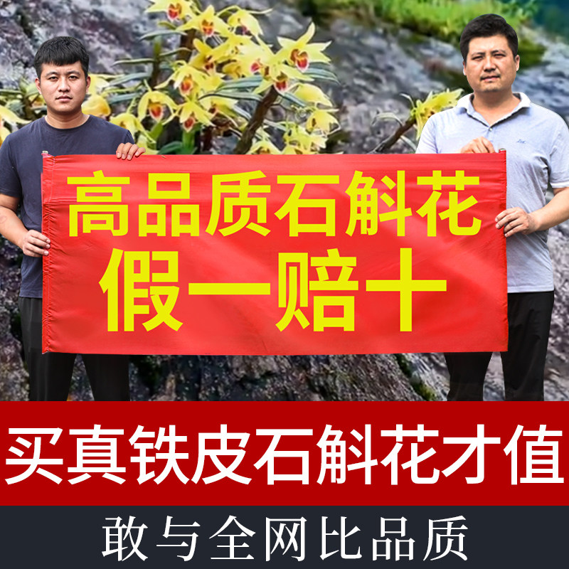 霍山铁皮石斛花正宗正品官方经营店干花新鲜石斛花泡茶100g