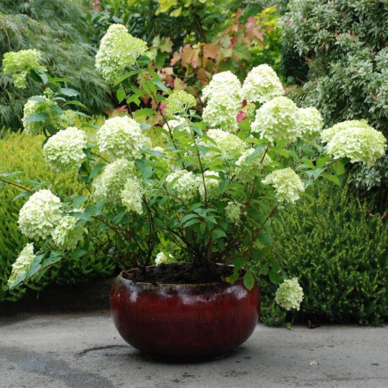 圆锥绣球花栽苗盆大石灰灯香草草莓夏季好植观花八仙绣球花卉养物